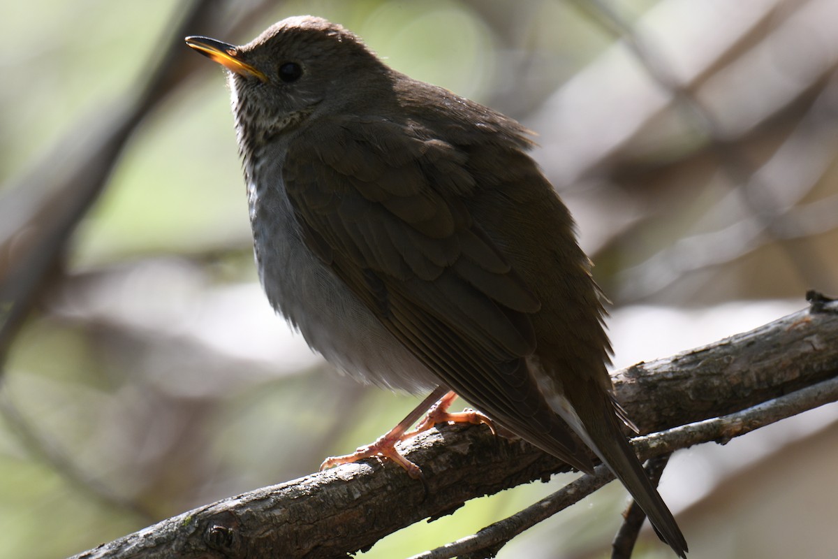 Gray-cheeked Thrush - ML237912381