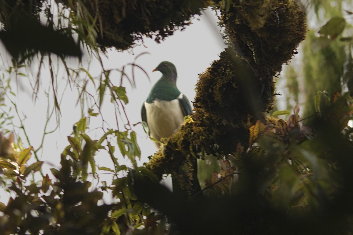 New Zealand Pigeon - ML237914111