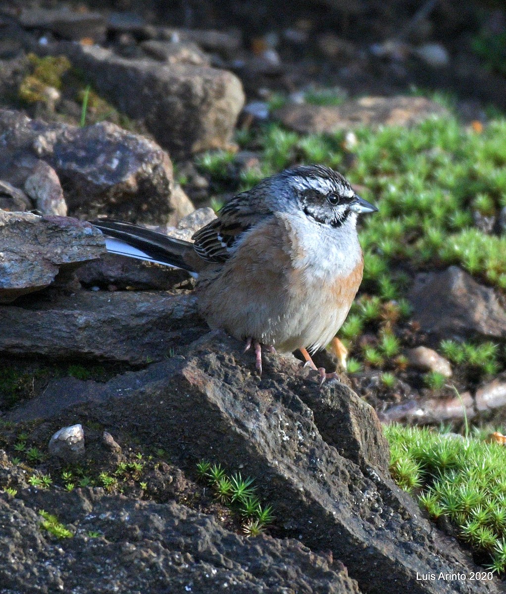 Rock Bunting - ML237915331