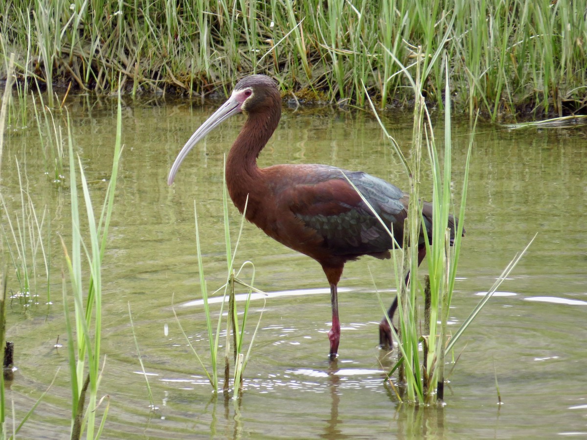 ibis americký - ML237918561