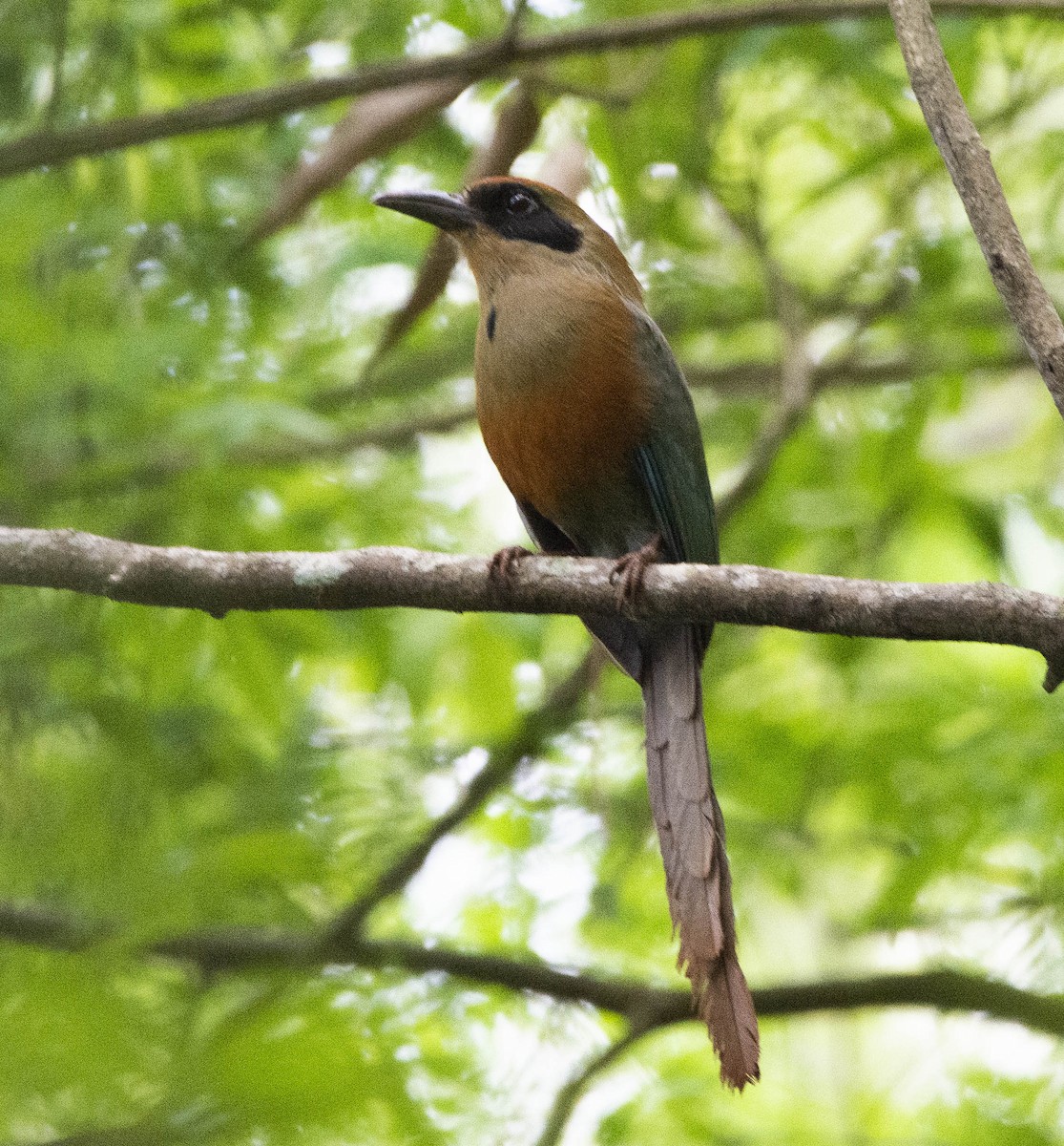 Rufous-capped Motmot - ML237920471