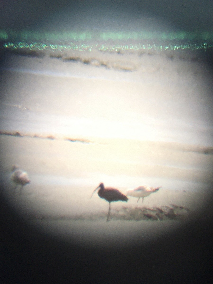 White-faced Ibis - ML237922491