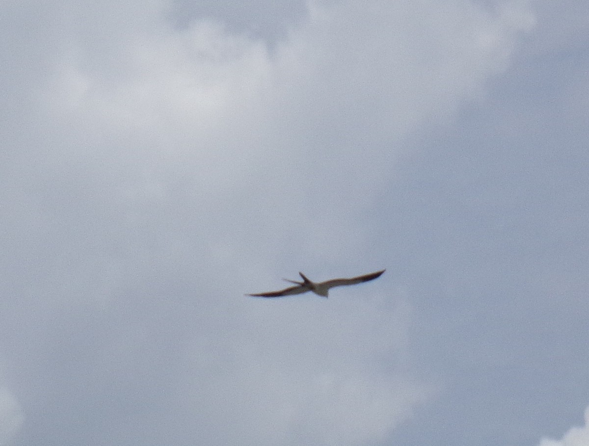 Swallow-tailed Kite - Sharon Buck