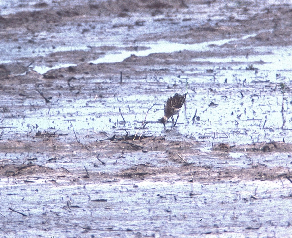 לוחם - ML237926351