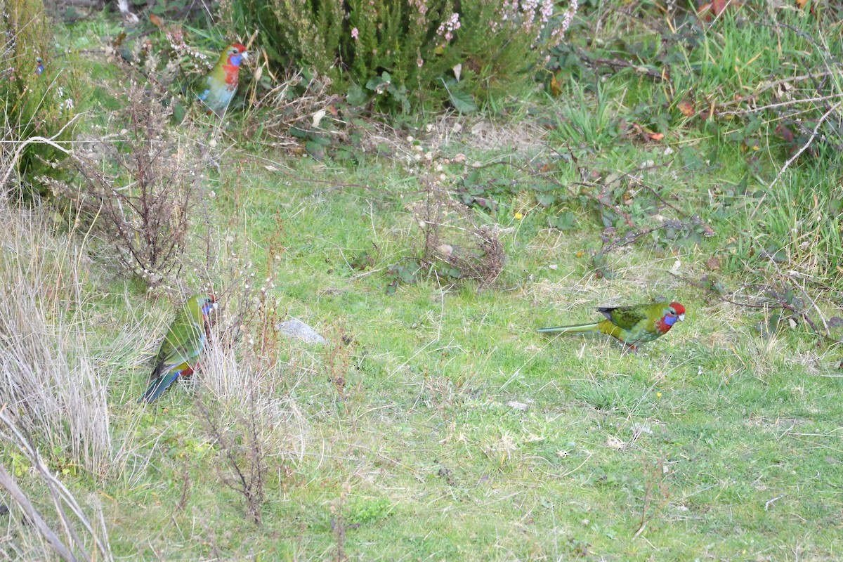 Crimson Rosella - ML237926381