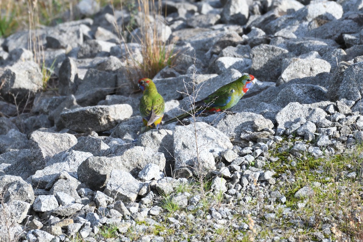 Crimson Rosella - ML237926451