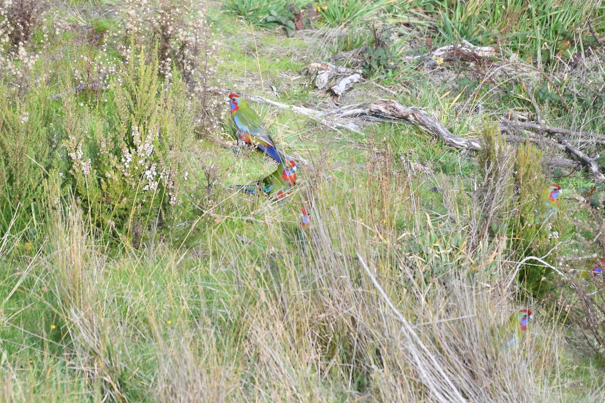 Crimson Rosella - ML237926511