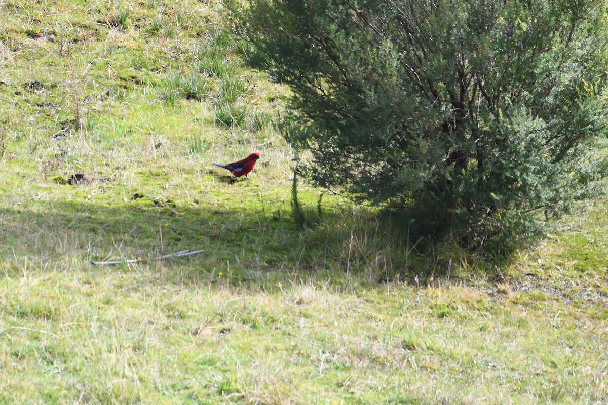 Crimson Rosella - Ken Crawley