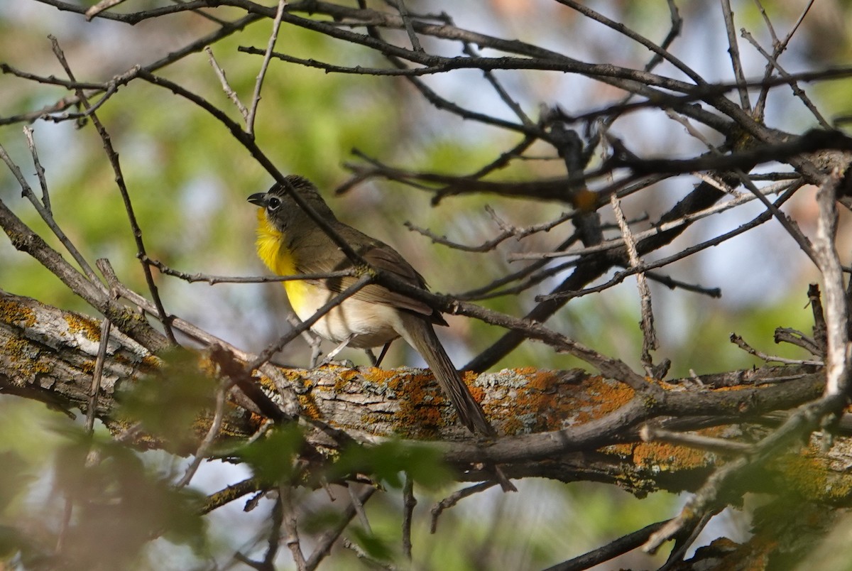 Yellow-breasted Chat - ML237929501