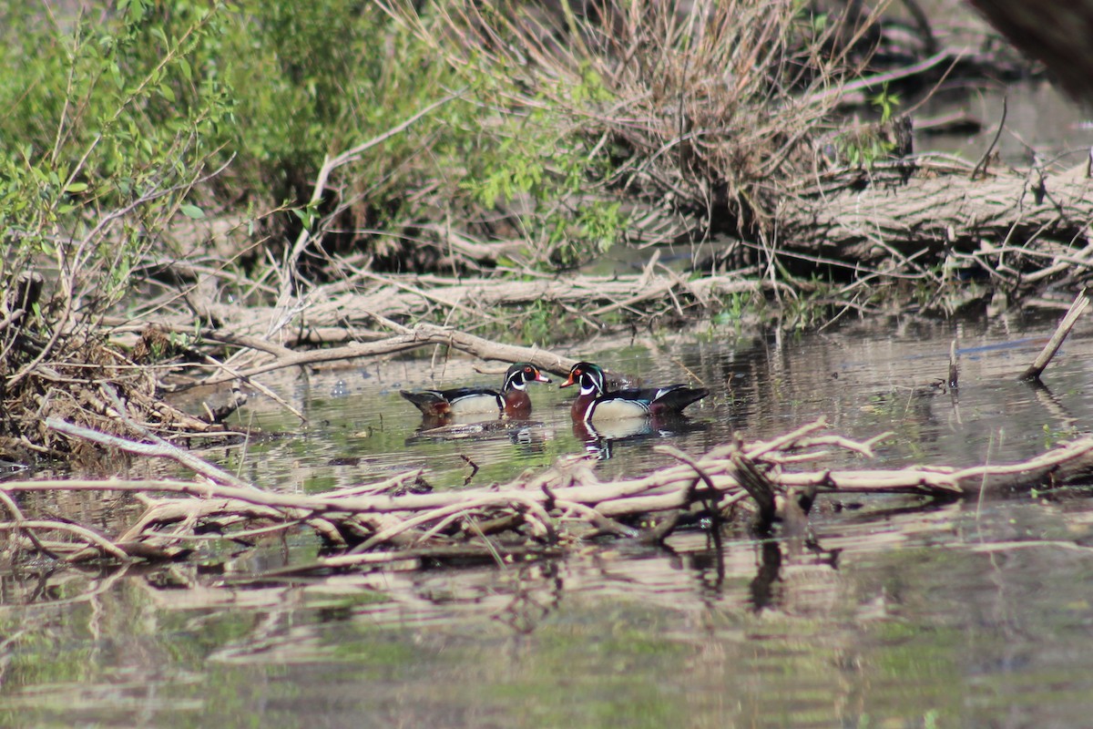 Wood Duck - ML237930481
