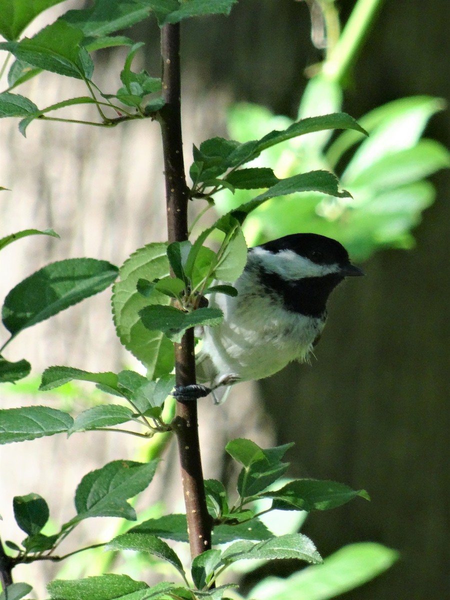 Black-capped Chickadee - ML237930761