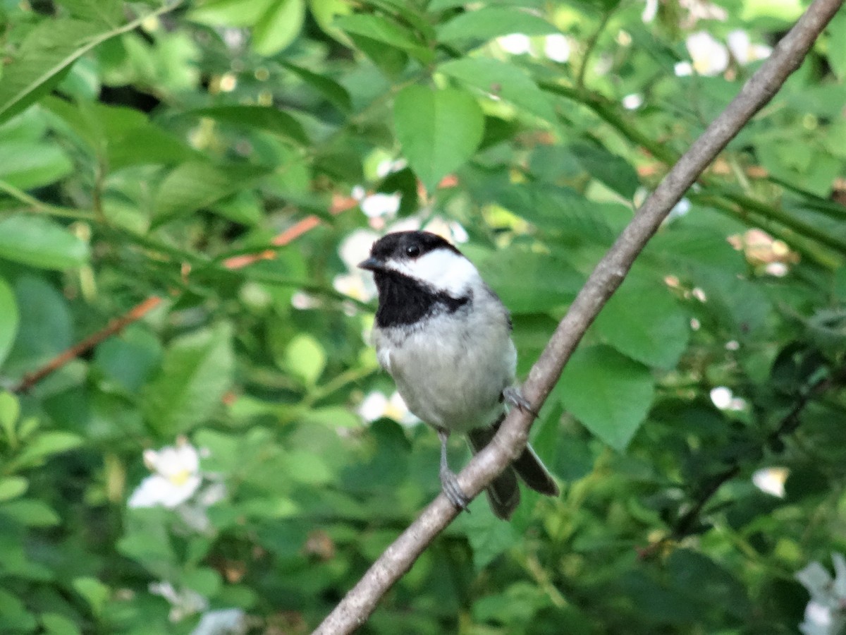 Black-capped Chickadee - ML237930771