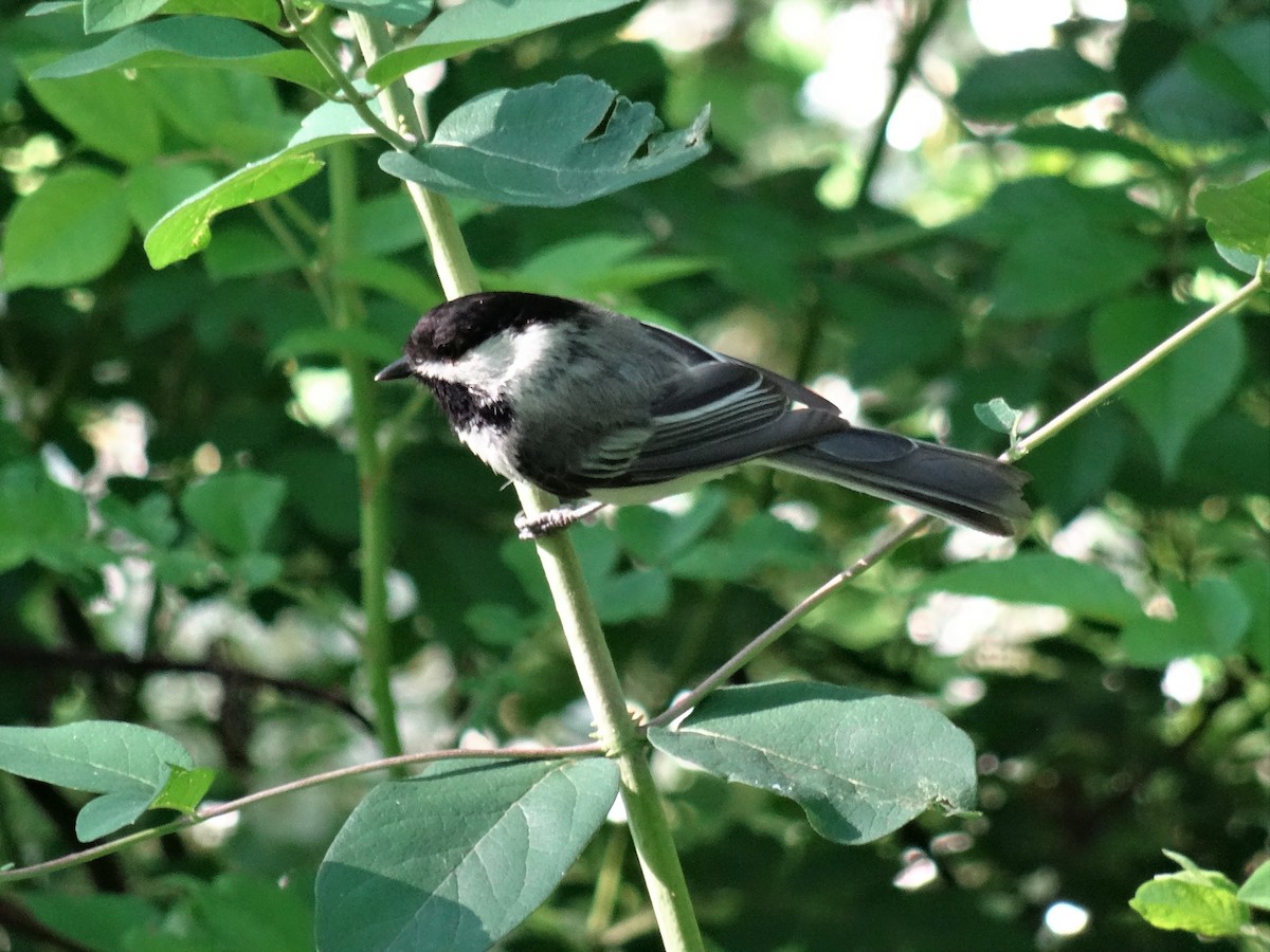 Mésange à tête noire - ML237930781