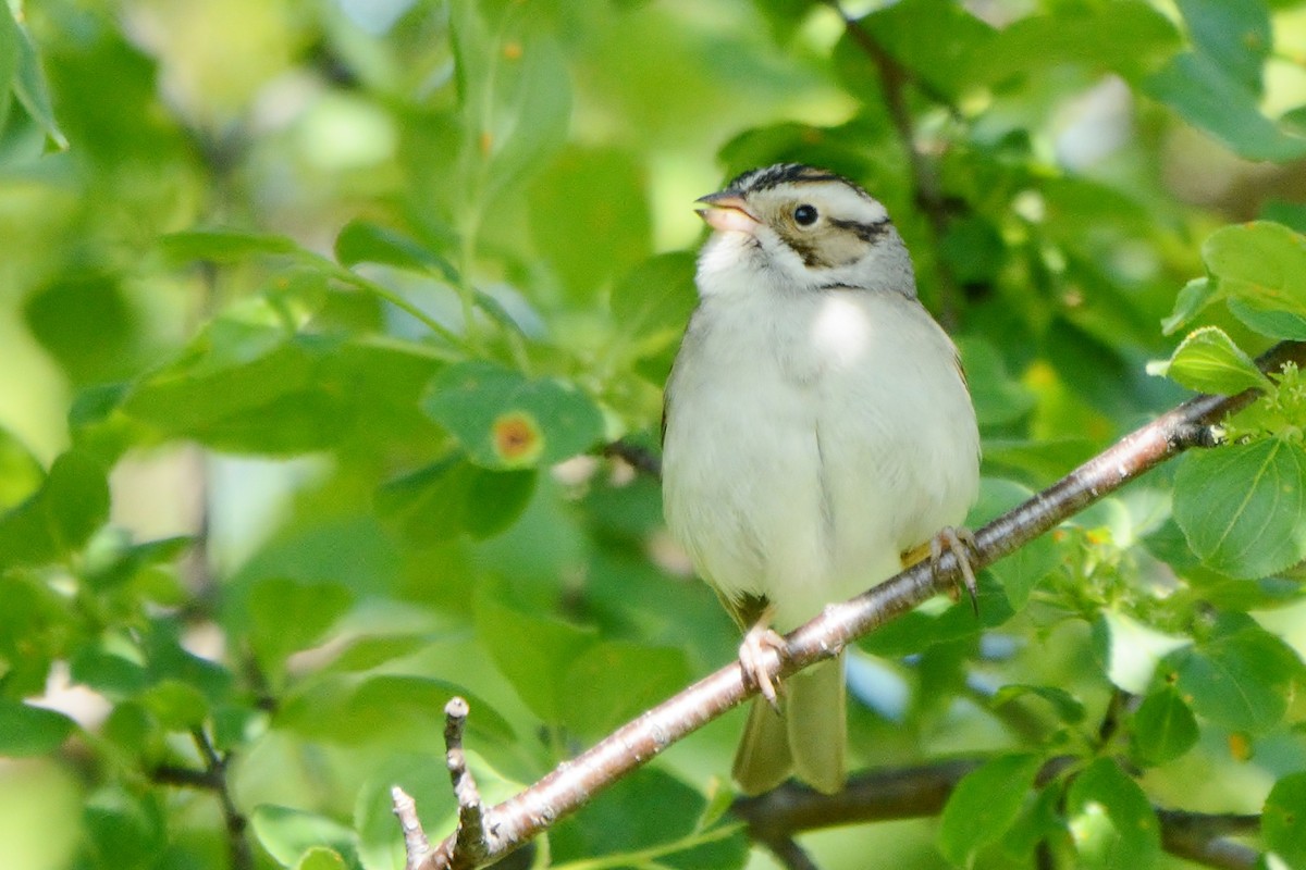 Clay-colored Sparrow - ML237931431