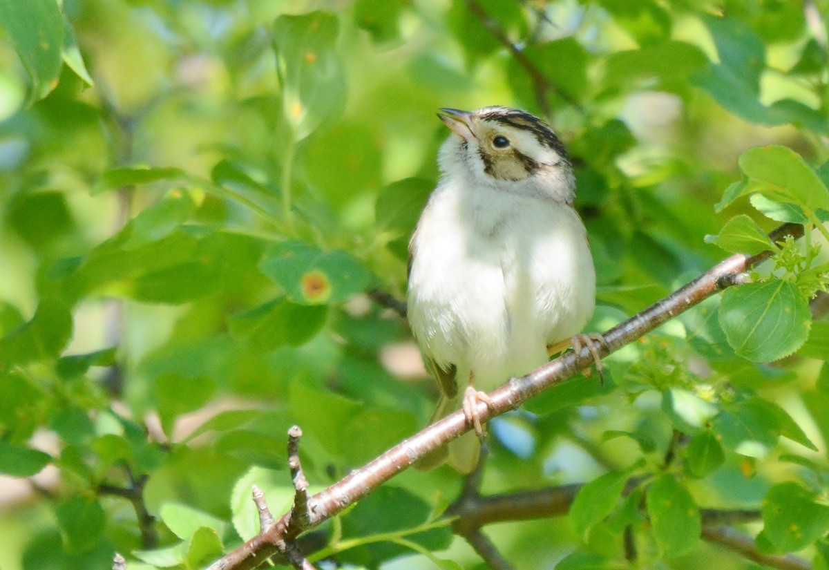 Clay-colored Sparrow - ML237931451