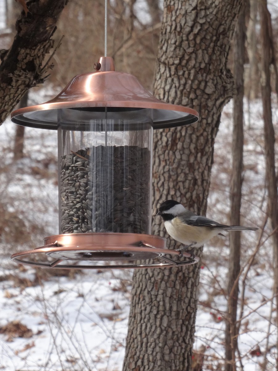 Black-capped Chickadee - ML237931511