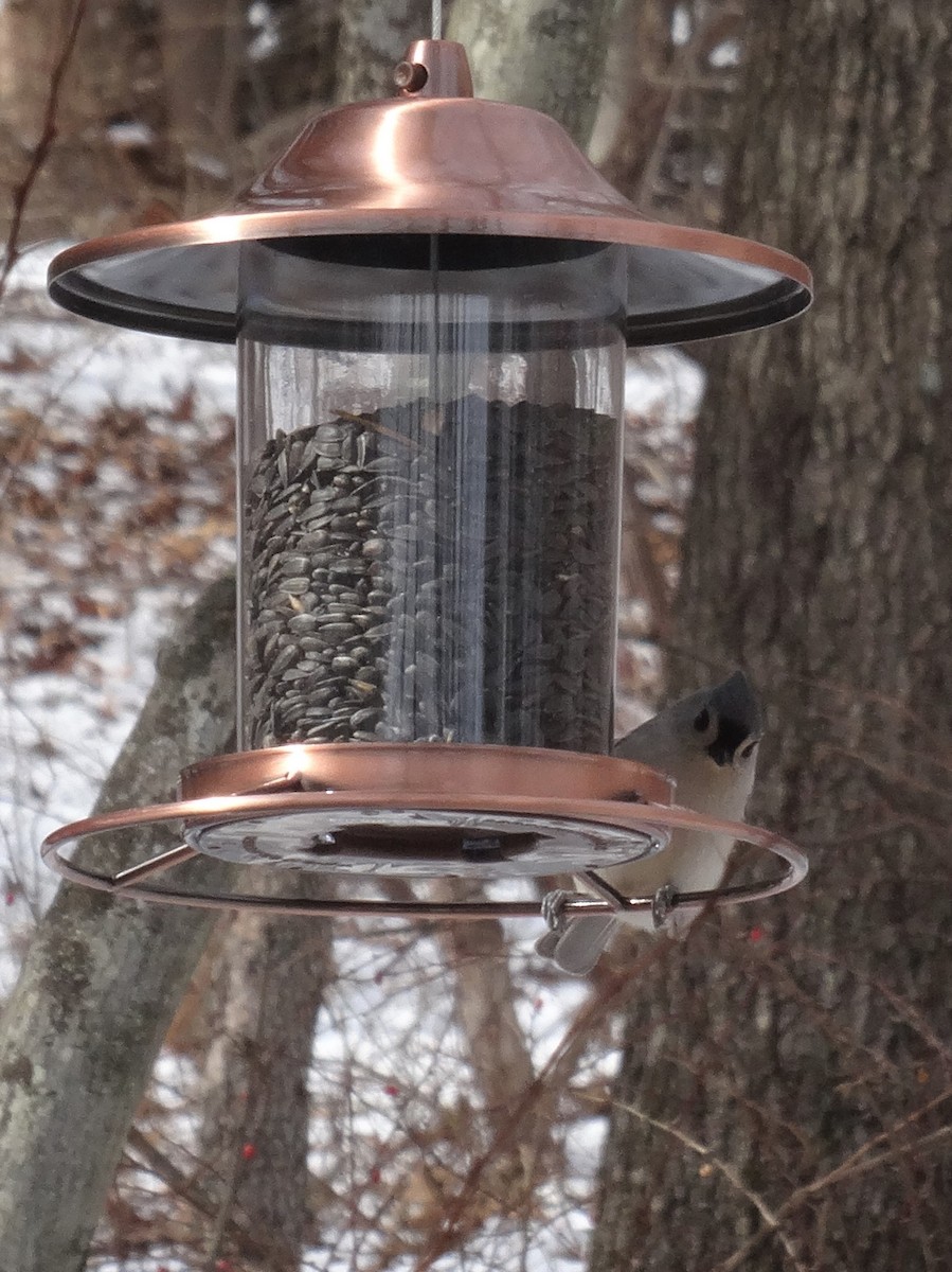 Tufted Titmouse - ML237931641