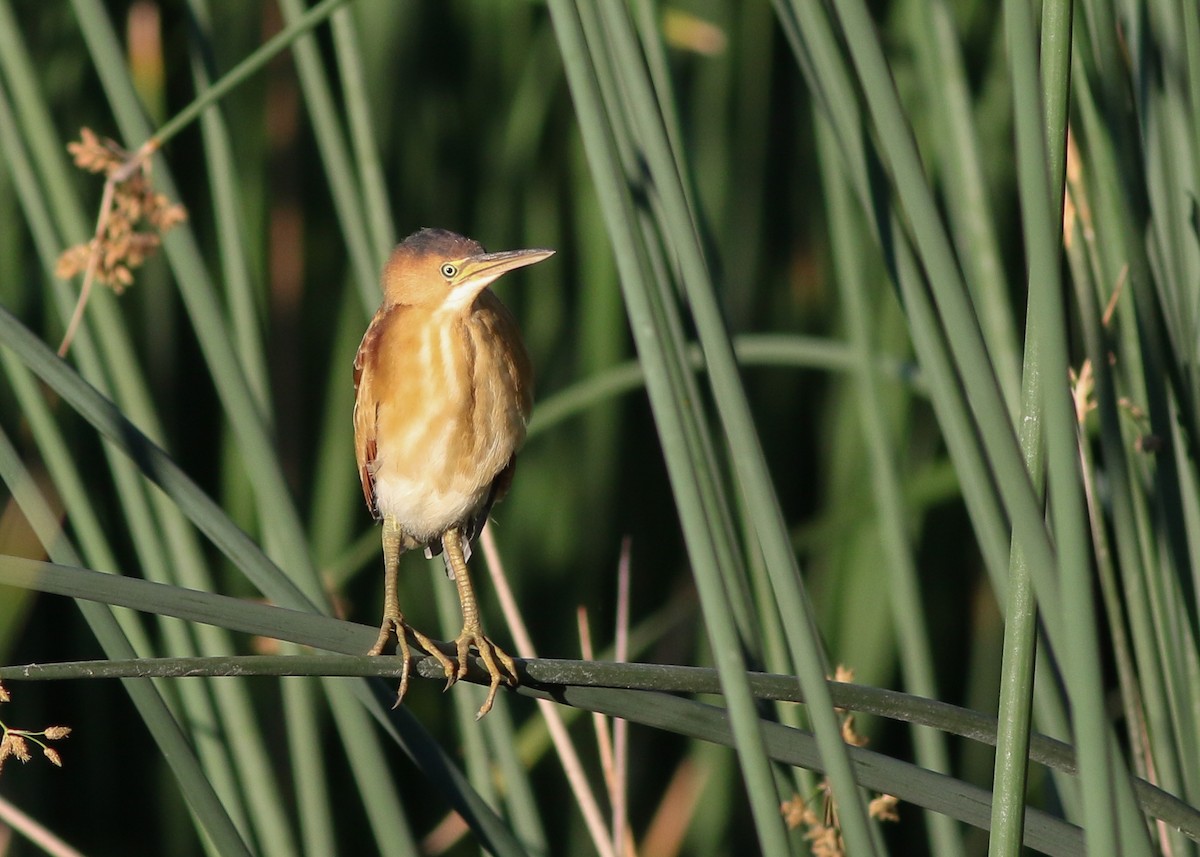 Least Bittern - ML237932841