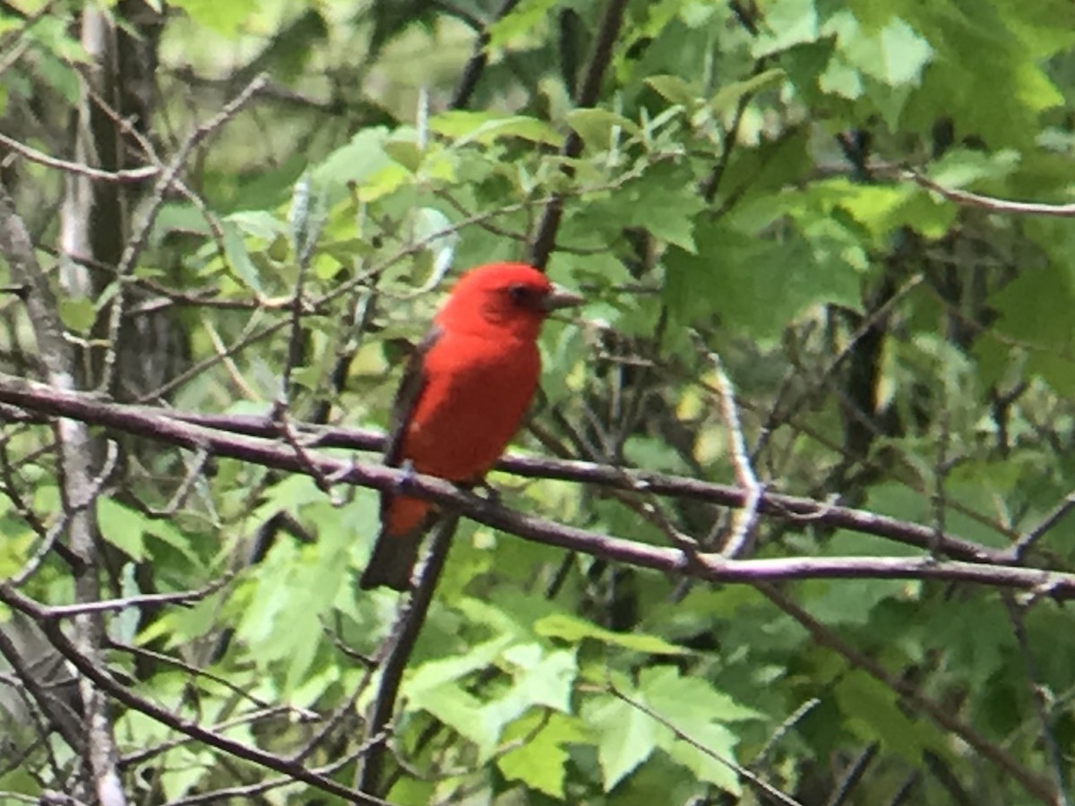 Scarlet Tanager - ML237933291