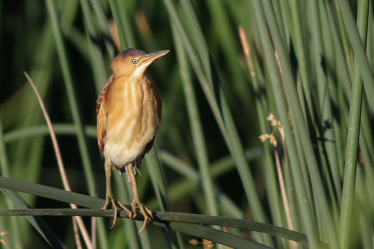 Least Bittern - ML237933381