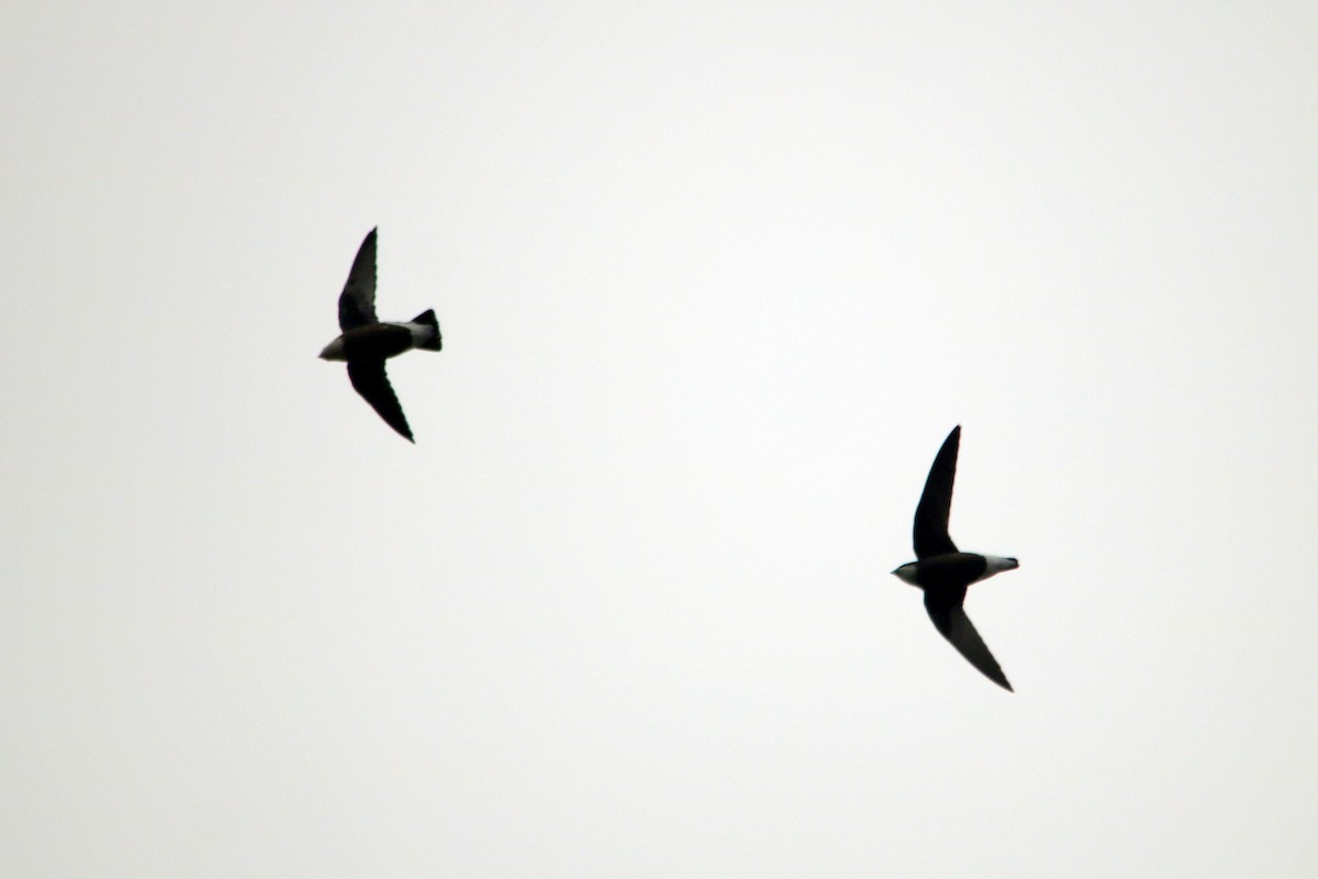 White-throated Needletail - ML23794001