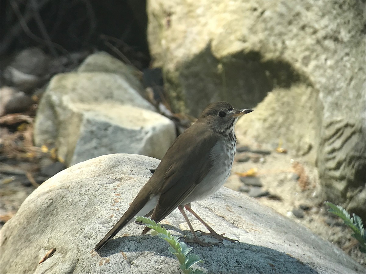 Gray-cheeked Thrush - David Hof