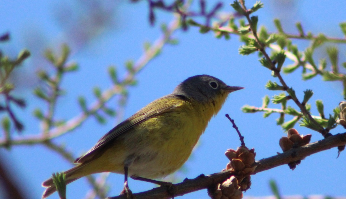 Nashville Warbler - ML237942971