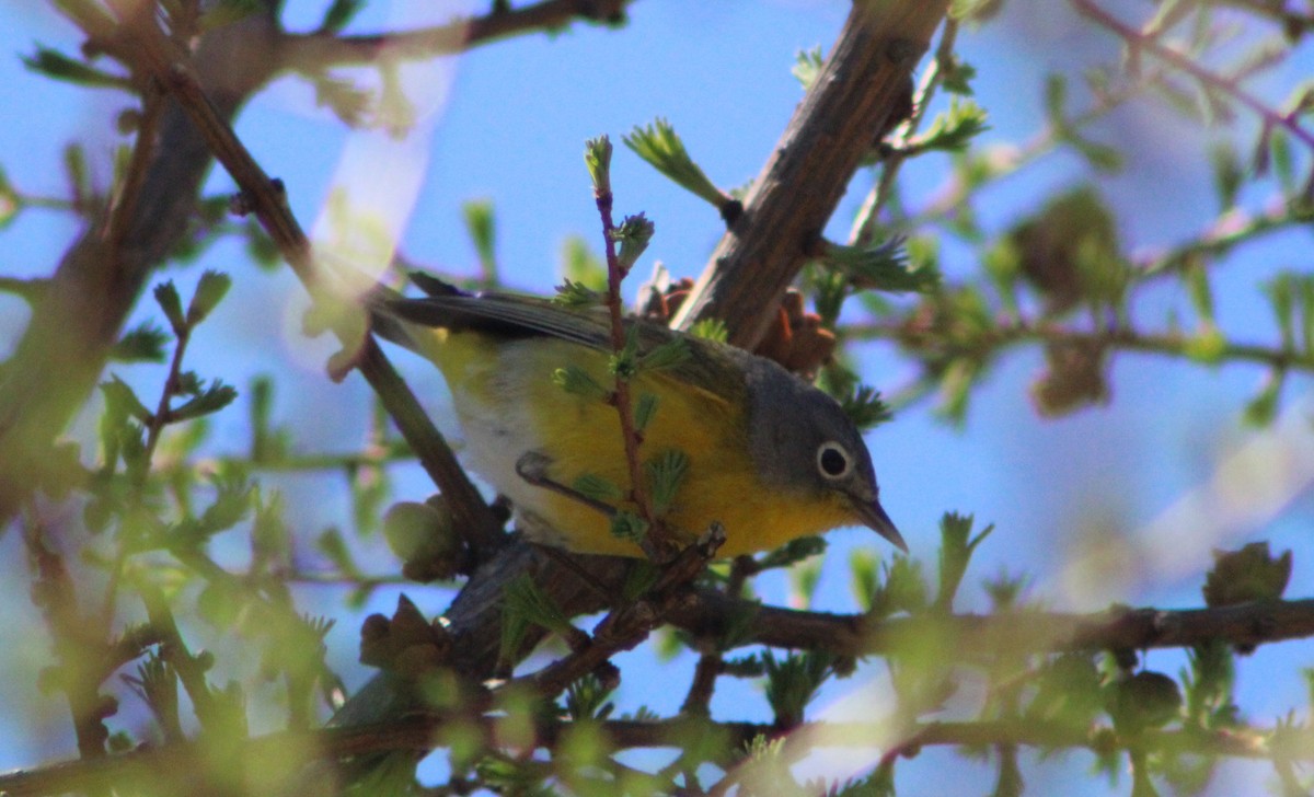 Nashville Warbler - ML237943361