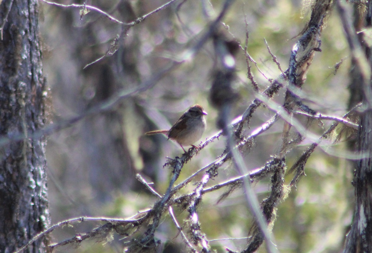 Swamp Sparrow - ML237943871