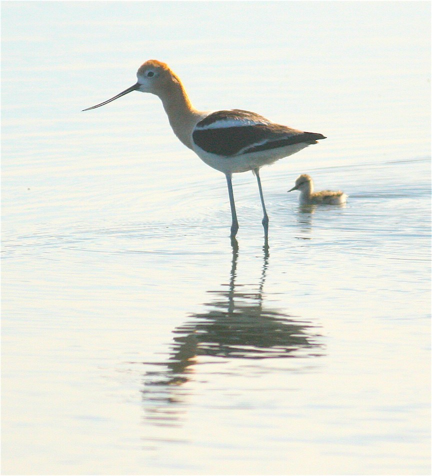 Чоботар американський - ML237947631