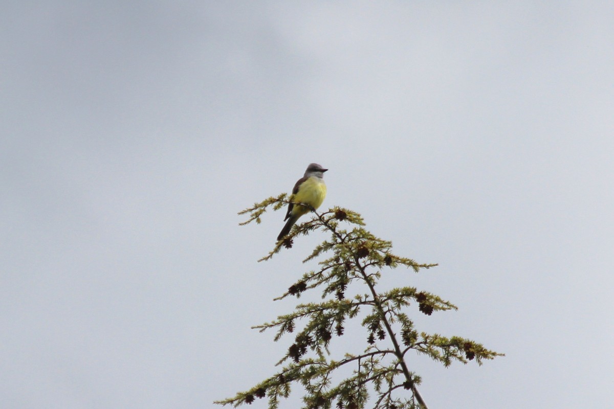 Western Kingbird - ML237949211