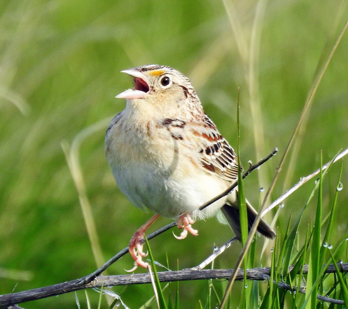 Grasshopper Sparrow - ML237951251