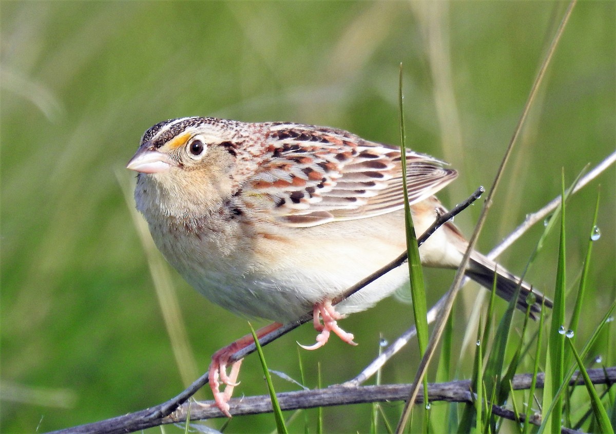 Grasshopper Sparrow - Sharon Dewart-Hansen