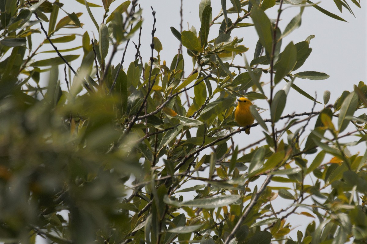 Yellow Warbler (Northern) - ML237952071