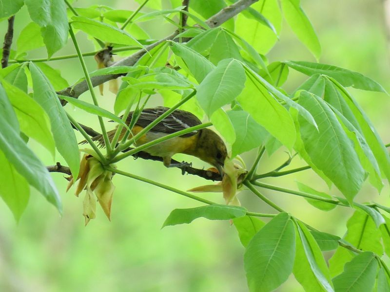 Baltimore Oriole - Tracy The Birder