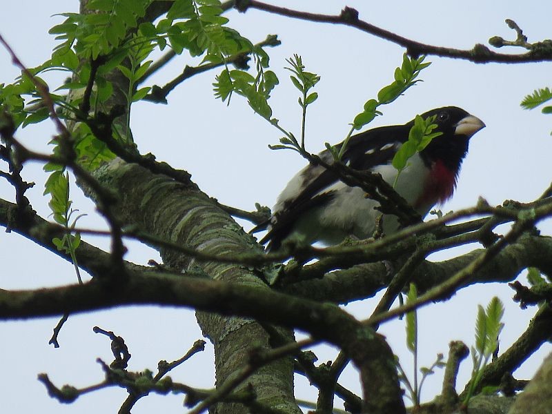 Rose-breasted Grosbeak - ML237952321