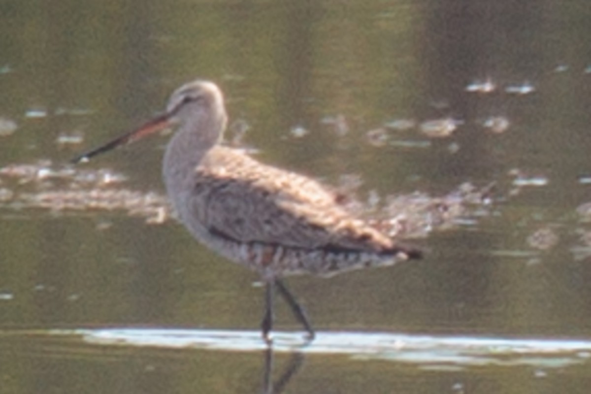 Hudsonian Godwit - ML237952851