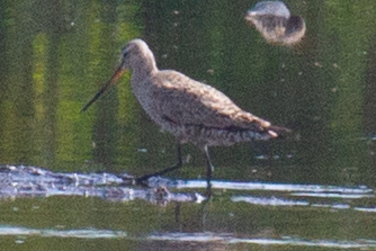 Hudsonian Godwit - ML237952871
