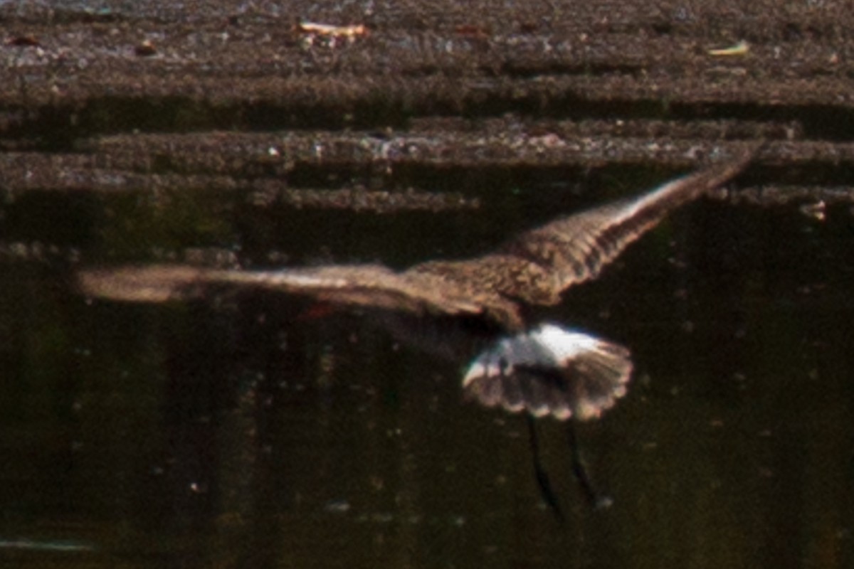 Hudsonian Godwit - ML237952891