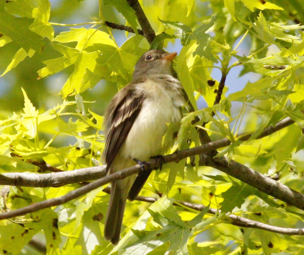 Willow Flycatcher - Joey Della Penna