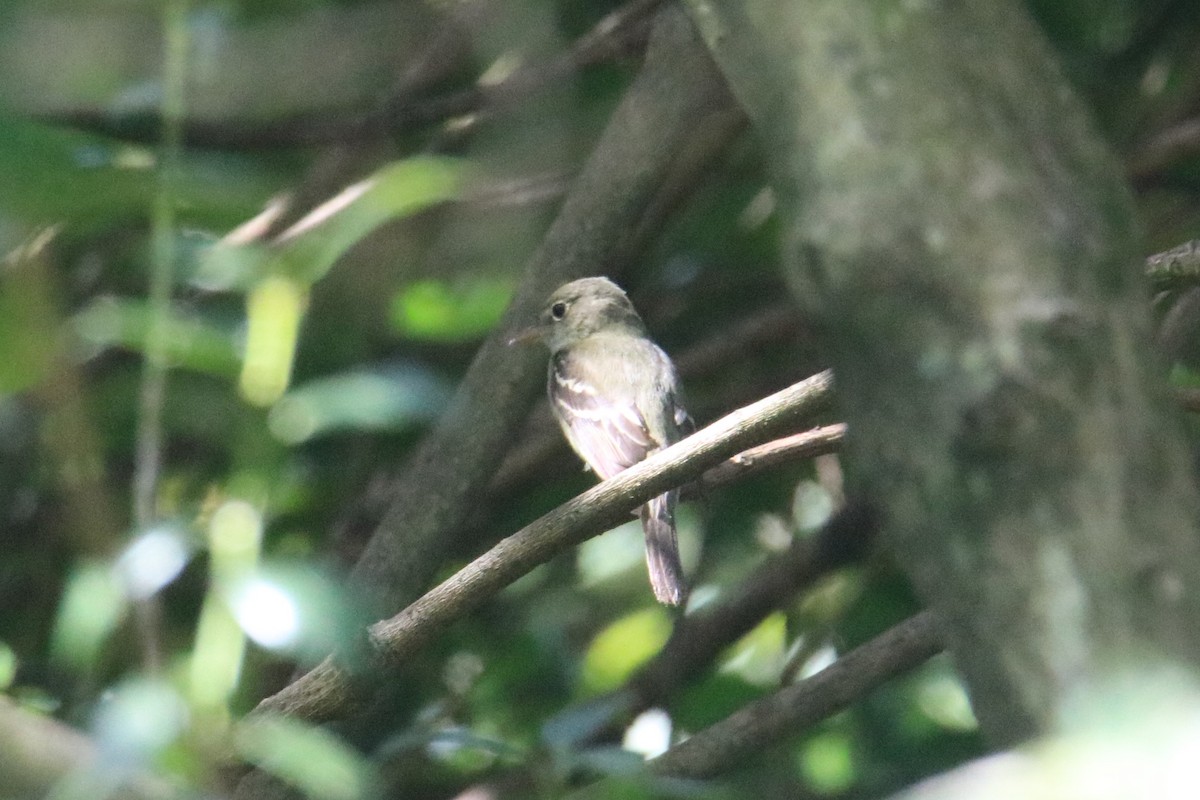 Alder/Willow Flycatcher (Traill's Flycatcher) - ML237957161