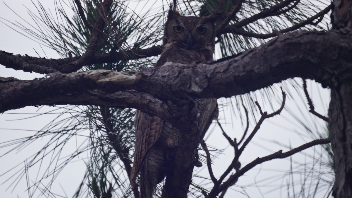 Great Horned Owl - ML237957271
