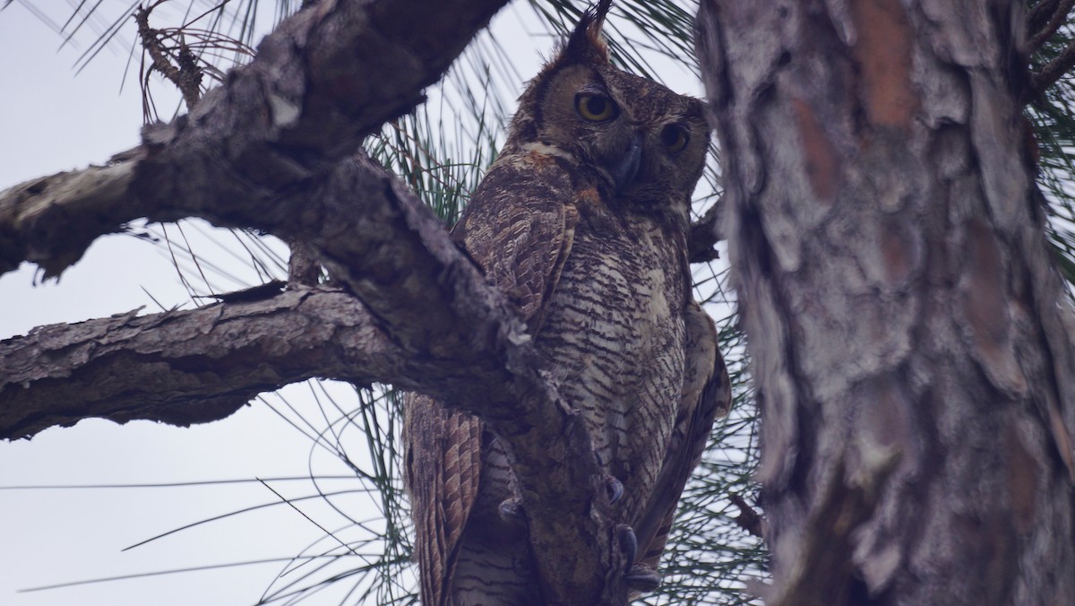 Great Horned Owl - ML237957421