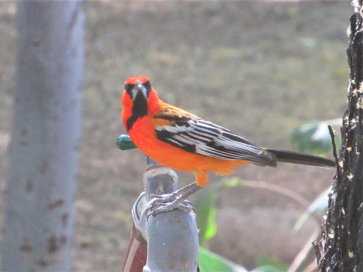 Streak-backed Oriole (West Mexican) - ML237959591