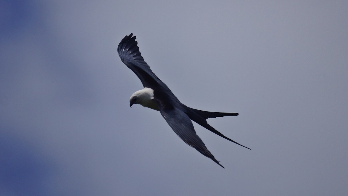 Swallow-tailed Kite - Bryan White