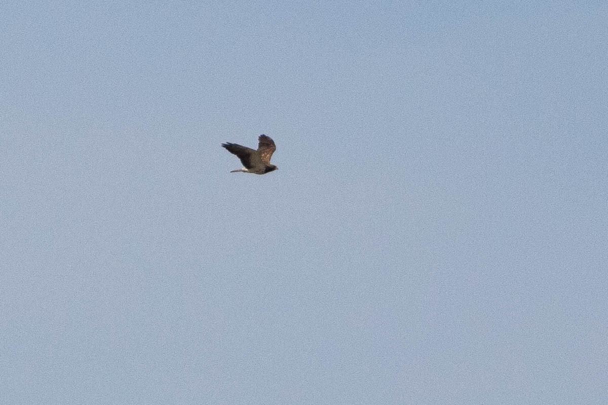 Swainson's Hawk - ML237961871