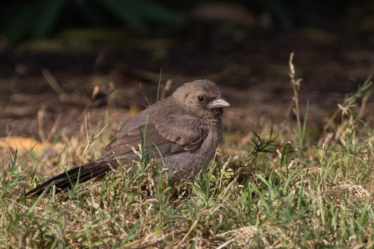 Abert's Towhee - Scott Olmstead