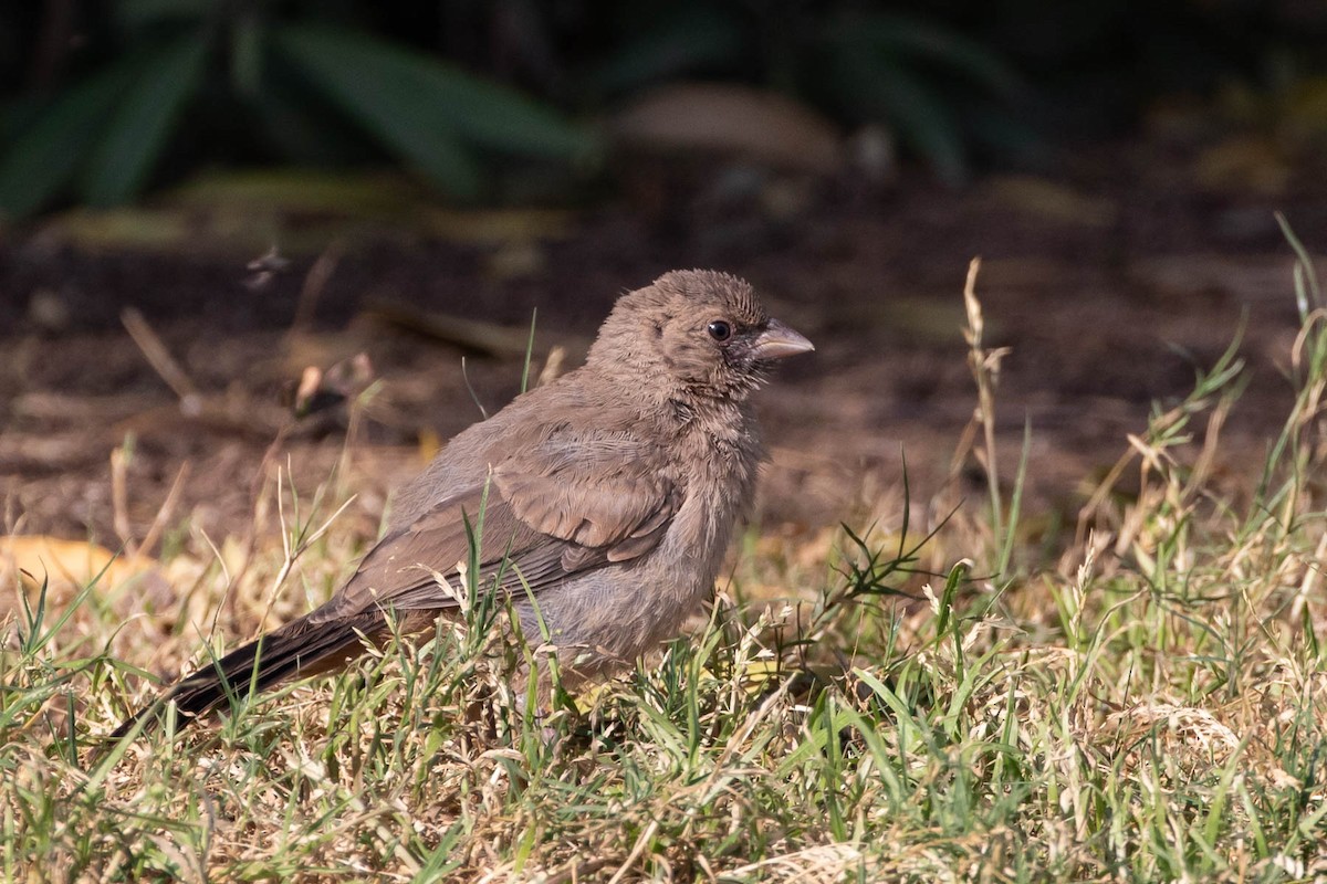 Abert's Towhee - ML237962071