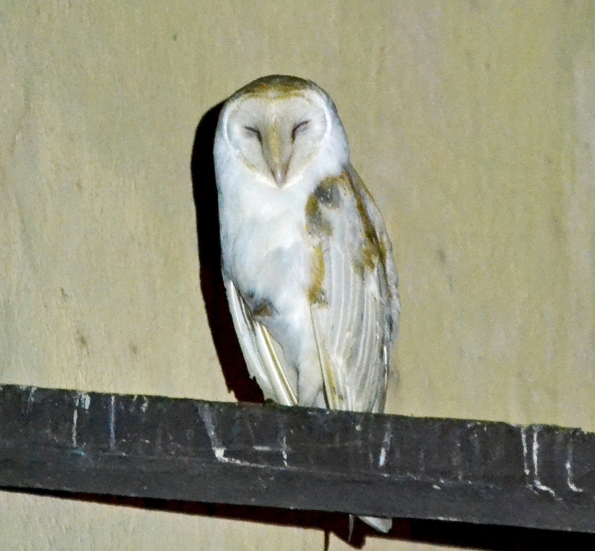 American Barn Owl - Michael J Good