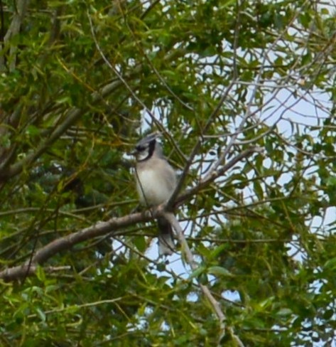 Blue Jay - Kay Trebesch